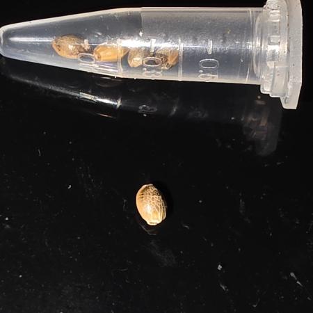 FAT BASTARD AUTO SEEDS  TRUMP