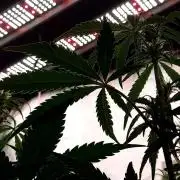 MAC 1 ( 2 ème plante )