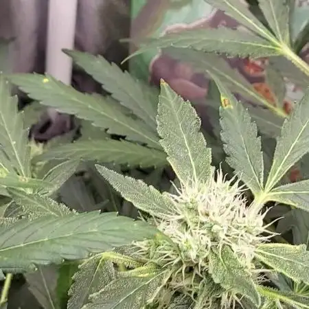 BEE HAPPY MAC 1 AUTOFLORAISON AUTOPOT