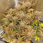 final papaya fast bud