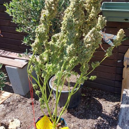 SPIRIT MAC 1 ( 2 ème plante )