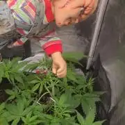 FAT BASTARD AUTO SEEDS  TRUMP