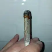 final papaya fast bud