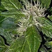 PURPLE LEMONADE AUTOSEEDS