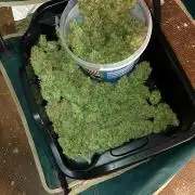 autoflower gorilla cookies fastbud