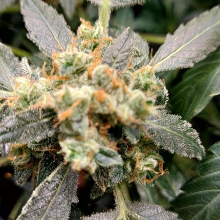 BEE HAPPY MAC 1 AUTOFLORAISON AUTOPOT