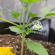 PURPLE LEMONADE AUTOSEEDS