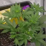 PURPLE LEMONADE AUTOSEEDS