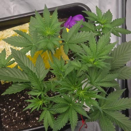 PURPLE LEMONADE AUTOSEEDS