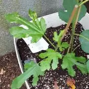 plante figue biotabs outdor