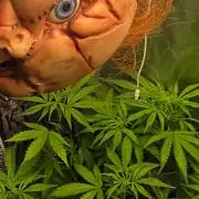 TRAINWRECK AUTO SEEDS