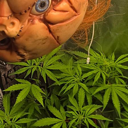 TRAINWRECK AUTO SEEDS