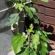 plante figue biotabs outdor