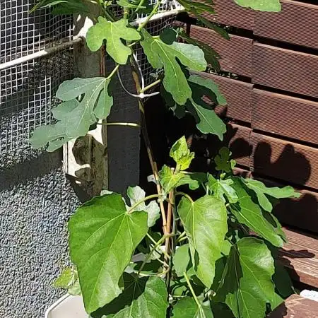 plante figue biotabs outdor