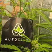 TRAINWRECK AUTO SEEDS
