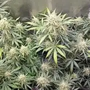 autoflower gorilla cookies fastbud