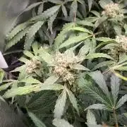 BEE HAPPY MAC 1 AUTO AUTOPOT #Dryrocket