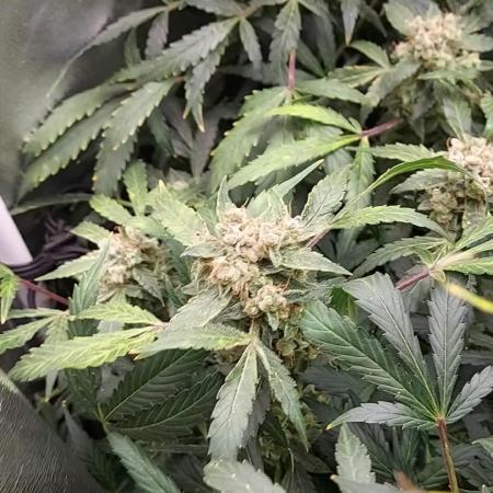 BEE HAPPY MAC 1 AUTO AUTOPOT #Dryrocket
