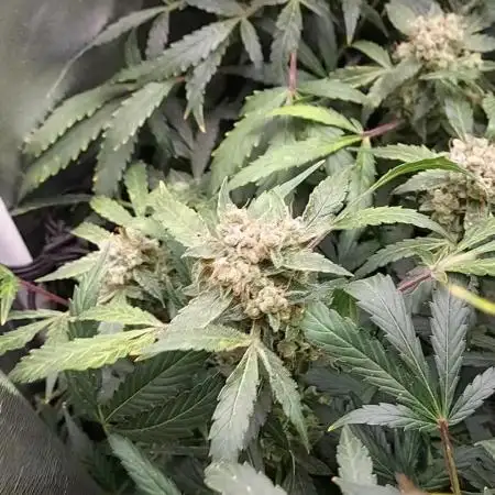 BEE HAPPY MAC 1 AUTO AUTOPOT #Dryrocket