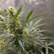 autoflower gorilla cookies fastbud