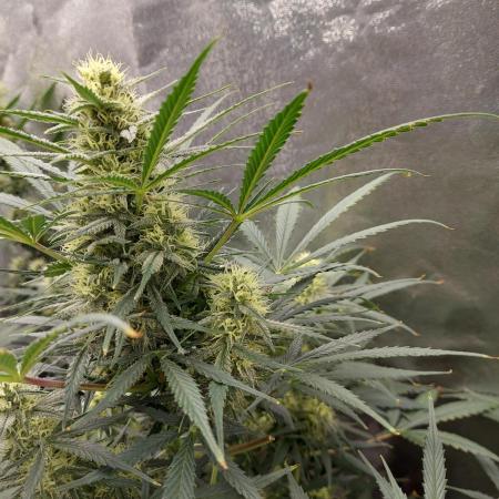 autoflower gorilla cookies fastbud