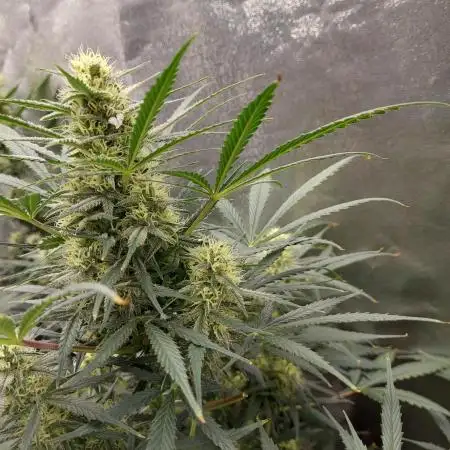 autoflower gorilla cookies fastbud