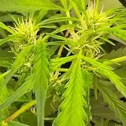 FAT BASTARD AUTO SEEDS TRUMP