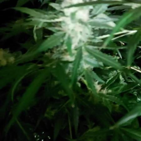 BEE HAPPY MAC 1 AUTOFLORAISON AUTOPOT