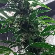SPIRIT MAC 1 ( 2 ème plante )