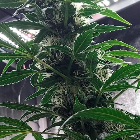 SPIRIT MAC 1 ( 2 ème plante )