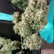 autoflower gorilla cookies fastbud