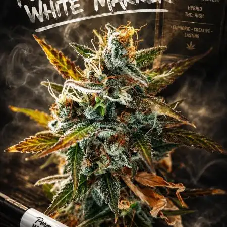 📖  l'Oasis : Permanent White Marker