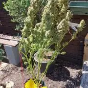 SPIRIT MAC 1 ( 2 ème plante )