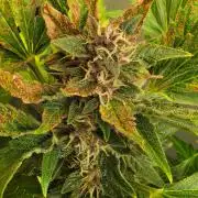 PURPLE LEMONADE AUTOSEEDS