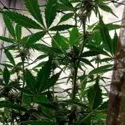 frostbanger1 ( essais Autopots, )