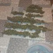 SPIRIT MAC 1 ( 2 ème plante )