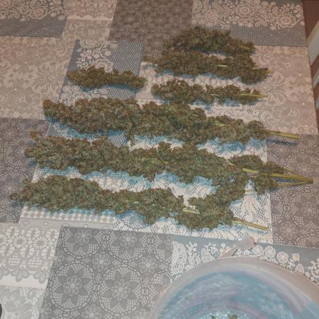 SPIRIT MAC 1 ( 2 ème plante )
