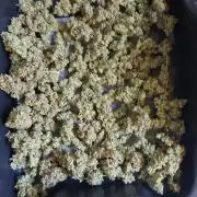 BEE HAPPY MAC 1 AUTO AUTOPOT #Dryrocket