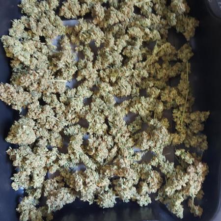 BEE HAPPY MAC 1 AUTO AUTOPOT #Dryrocket
