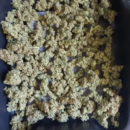 BEE HAPPY MAC 1 AUTO AUTOPOT #Dryrocket