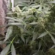 BEE HAPPY MAC 1 AUTOFLORAISON AUTOPOT