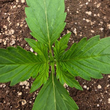 PURPLE LEMONADE AUTOSEEDS