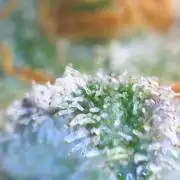 autoflower gorilla cookies fastbud