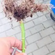 Mr.Dildos