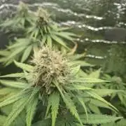 První FOTO pod LED 👽💚👽