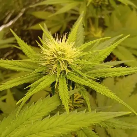 První FOTO pod LED 👽💚👽