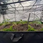 MannyT Blueberry Muffin