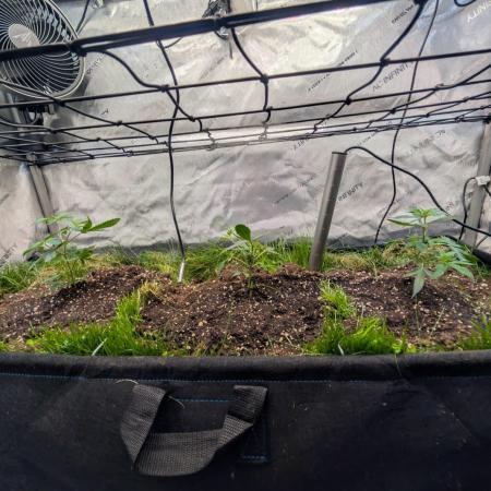 MannyT Blueberry Muffin