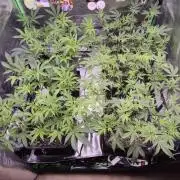 Gabis Grow #4