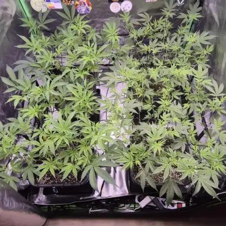 Gabis Grow #4